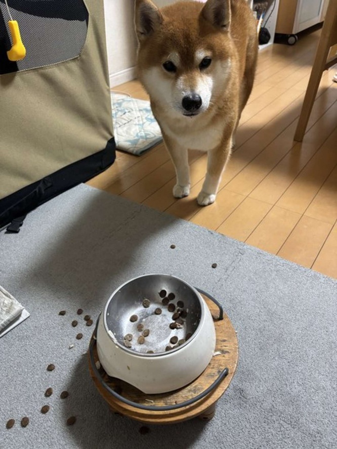 画像提供：＠kotaro_changさん