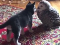 キュートすぎる一面がたまらない！ちっちゃなワンコとフクロウのキス