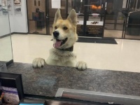 「おまわりさん、迷子になりました」自ら警察署に出頭した犬（アメリカ）