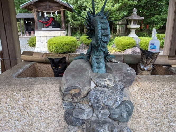 ひょこっ、ひょこっ（以下、画像は阿志都弥神社行過天満宮公式アカウントのツイートより）