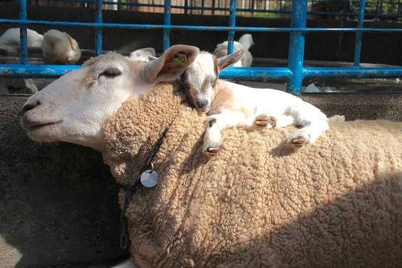 盛岡市動物公園公式フェイスブックより