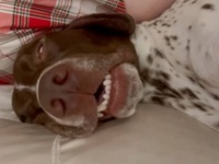 どんな夢を見ているの？愛犬の寝顔が面白すぎたのでつい撮影しちゃった件
