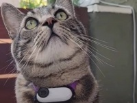「今日のお土産はコレにゃ！」毎日ゴミを持ち帰る愛猫にカメラを持たせてみた結果