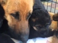 寝心地の良さは抜群？ふわもこキュートな子犬たちを枕にうとうとしちゃうお母さん
