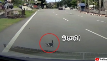 道路に飛び出した子猫が突然消えるというミステリー。だがその猫はマジシャンさながらの芸当で瞬間移動していた！