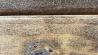 島根のカフェで激写された〝シロクマ〟に1.7万人瞠目　「あきらかにいますね」「こっち見てる」