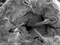 金属製の牙を持つ悪夢のような海中生物「ブラッドワーム」