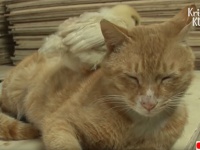 この子の父親にオレはなる！鳥のヒナと出会った瞬間から父性が炸裂したオス猫