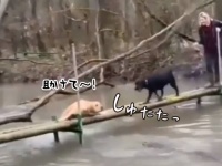 これは美談ではない。今にも落ちそうな犬に黒い犬が駆け寄ってきた。その結末はこの後すぐ！
