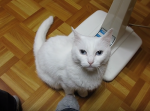 ３００万再生突破！「やられたらやり返す猫」