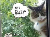 ニンゲン！早く窓開けろ！！ フクロウにロックオンされた猫のこっち見るな感がすごい
