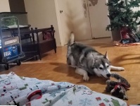 鍛えているのか...ハスキー犬のぬいぐるみの遊び方が独特だった件