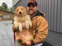 竜巻の後行方不明になった犬、コロナ禍の中、54日ぶりに飼い主と再会（アメリカ）