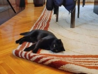 黒猫が贈る癒しの時間。ボールと戯れるヒーリングキャットの他愛もないまったり時間を共有しよう