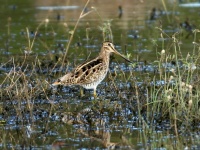 日本・オーストラリア間をノンストップで5日間飛び続ける渡り鳥、オオジシギの超絶苦難の旅