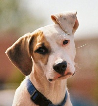 犬別！あなたの性格大解剖！