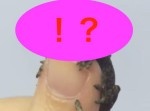 想像以上の可愛さ！　ヤモリの赤ちゃんのつぶらな瞳♪