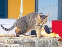 「ボク、猫の友だちがいニャいんだ」友だちが欲しかった家猫と地元の野良猫たち、三角関係の行方は…？