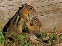 リスにも個性がある。それが生き残る上で大いに役立っている