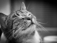 知ってるものも知らないものも。猫に関する14の雑学