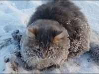 氷点下35度。あまりの寒さに凍りついてしまった猫の救出物語。最後はハッピーエンドが待っていた（ロシア）