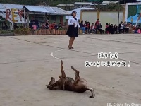 とっておきのダンスを見せてやるぜ！犬が小学校の学園祭の主役の座をかっさらう