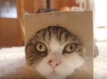 再生数、３億強！？　ギネス『最も多く視聴された動物チャンネル』記録を日本の猫がゲット