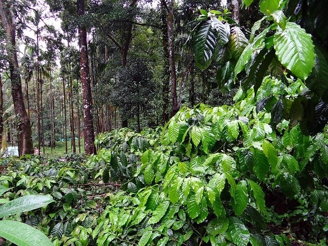coffee-plantation-345367_640