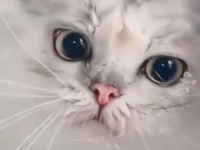 バケツの中に猫…だとぅ？首まで水に浸かっている猫が発見され議論を呼ぶ