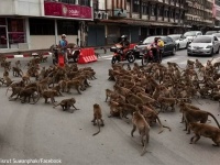 猿の軍団 vs 猿の軍団の熱い抗争が路上で勃発。大量の猿が道路を乗っ取り交通が止まる