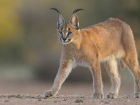 驚異の跳躍力！耳が男前なカラカルキャットの大ジャンプ