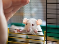 次は人間の番か？人工装置の中でマウスの胎児を育てることに成功