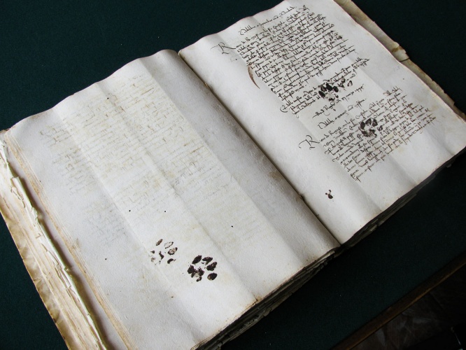 cats-book1