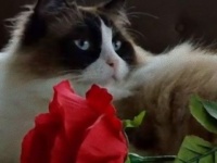 【R.I.P】その穏やかな性格で人々に愛されたラグドールのティモ、虹の橋を渡る