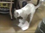 猫の掃除屋さん、これはキレイになる