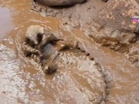バシャバシャ！「気持ちいいしめっちゃ楽しい！」センザンコウ、泥の池で思う存分水遊びをする
