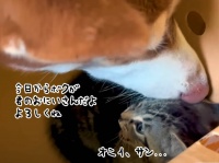 やさしい連鎖。犬が愛情を注いでお世話をした子猫が、新たに家族となった子犬に愛情を注ぐ