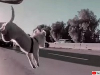 高速道路を走行中の車から飛び出た犬、危機一髪で奇跡的に助かる