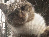 雪の日にやってきた野良猫たち、心優しい人々の手助けを得て無事に里親が決まる。