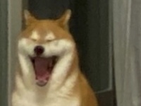 柴犬写真を拡大したら...可愛すぎる大あくび！　2.7万人の心掴んだ彼女の名前は「ひるね」です