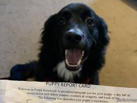 犬の幼稚園に通う飼い犬がもらった初めての通信簿に飼い主ほっこり
