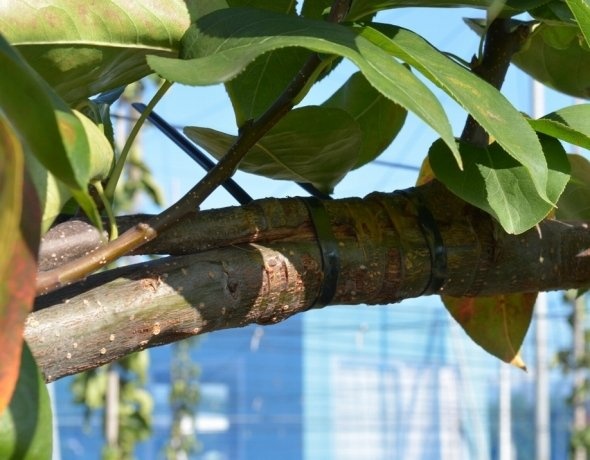 繋げた園地全体の樹で栄養を補いあい、梨を育む「ジョイント仕立て」