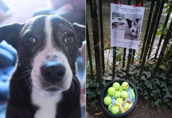 愛犬を亡くした飼い主。思い出の散歩道に愛犬の遊び道具を設置し、他の犬の飼い主たちに犬との思い出を分かち合うことに