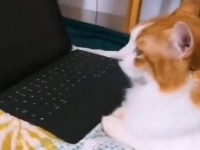 これはナイス！猫がパソコンのキーボードに乗るのを防ぐカンペキな方法