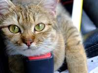 アメリカで人気のある猫の名前は？2019年ランキングが発表、そして日本は？