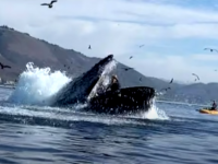 クジラがパックン！あわやカヤックが飲み込まれそうになる瞬間