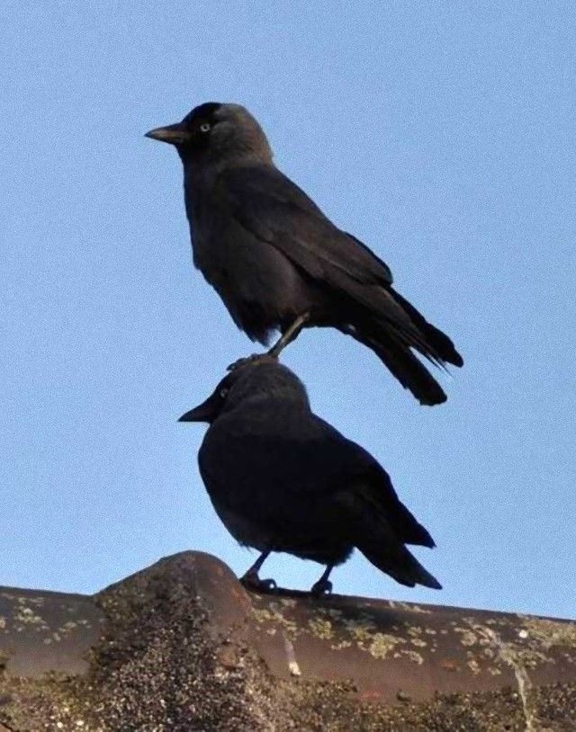 crowsnanimals11_e