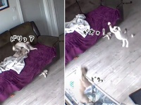 犬と猫、飼い主がいない間何をしているのか？ほのぼのとは真逆のケース
