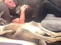 カウチポテトなカンガルー「さてネトフリでも楽しもうか？」と、ソファでご主人と寛ぎまくる