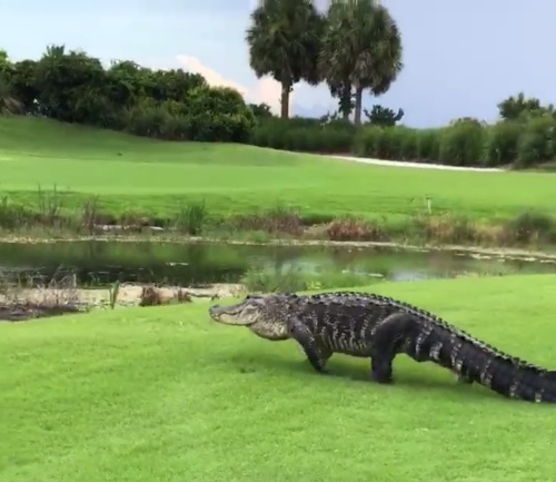 フロリダ州のゴルフ場に巨大ワニ